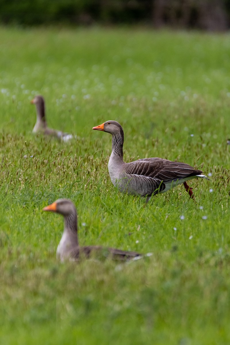 Graylag Goose - ML647136833