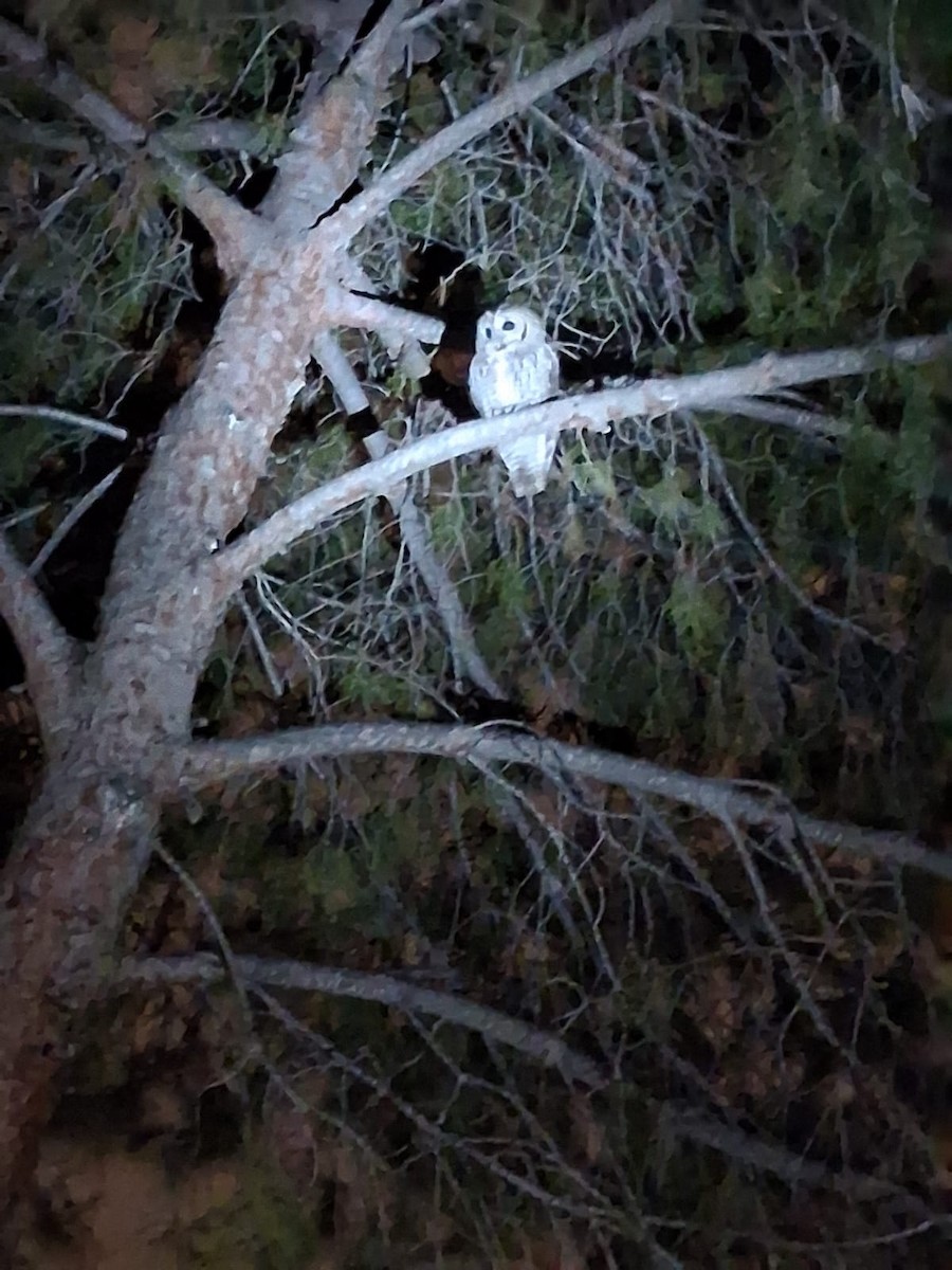 Tawny Owl - ML647136857