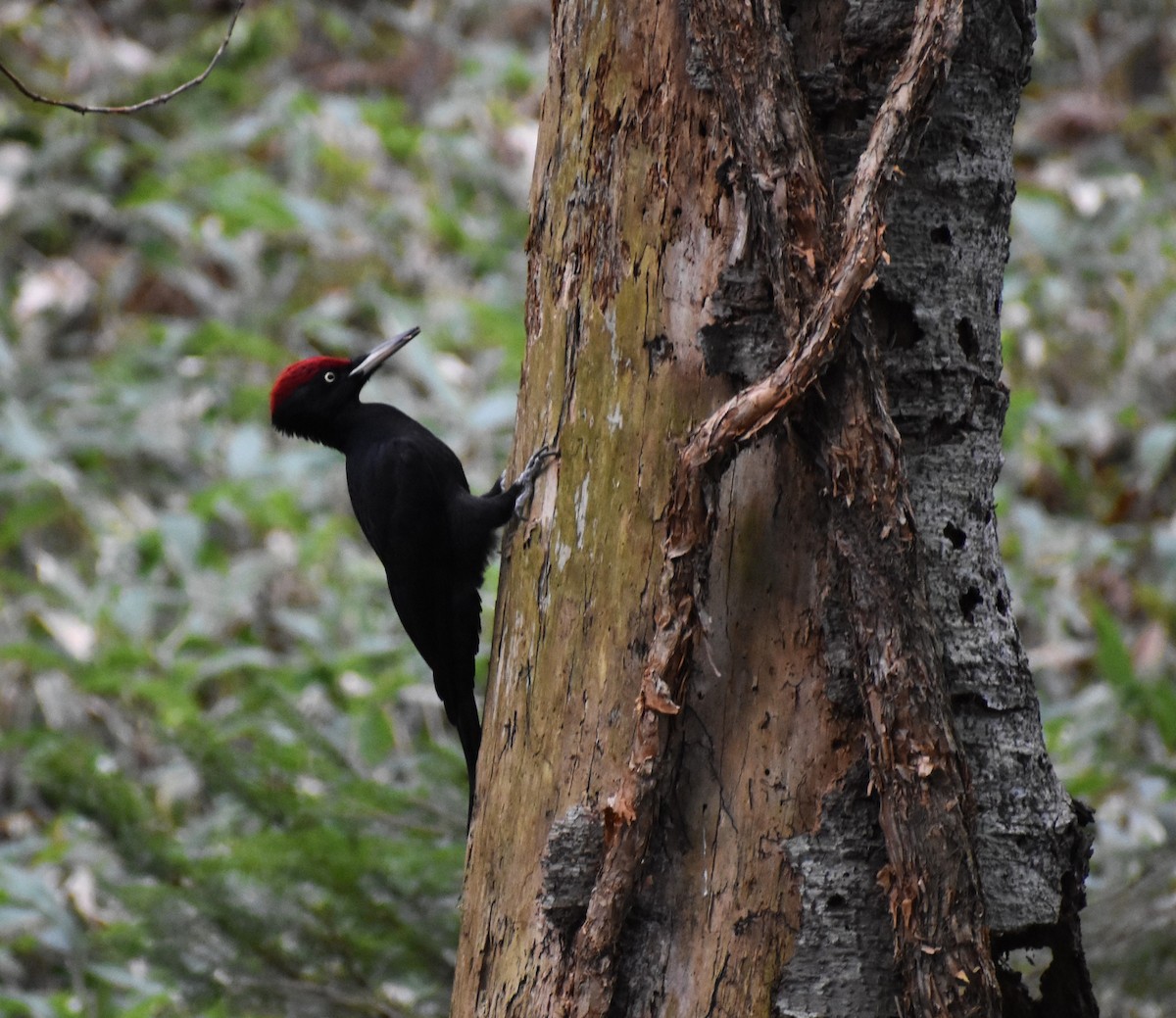 Black Woodpecker - ML647136858