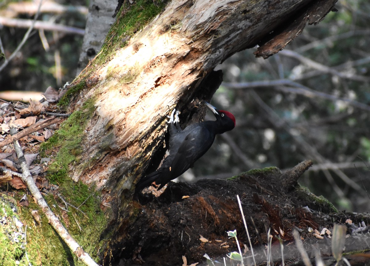 Black Woodpecker - ML647136860