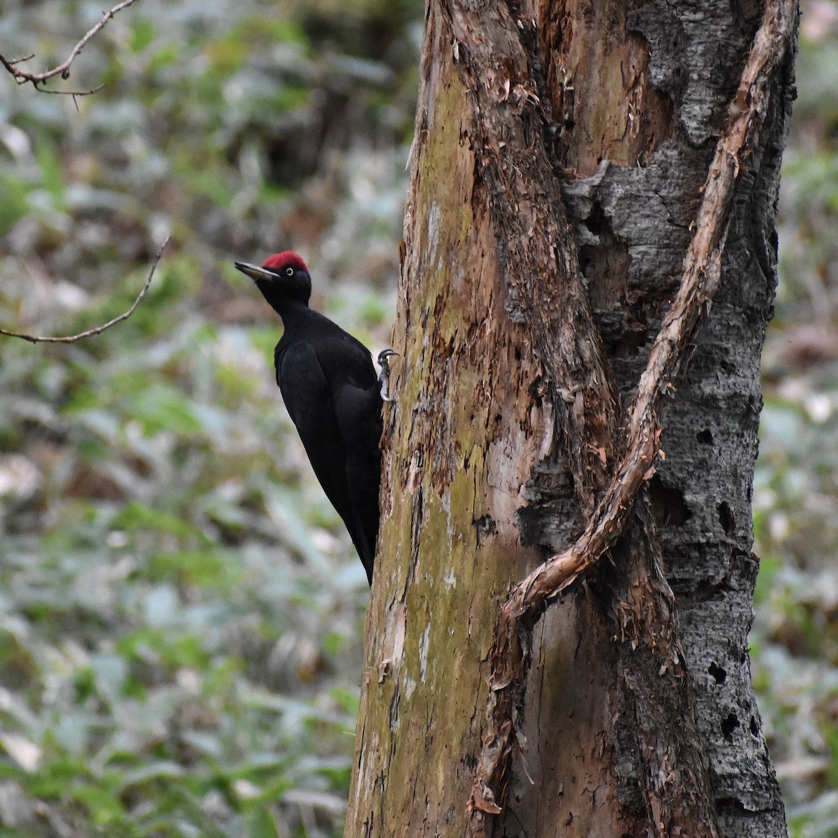 Black Woodpecker - ML647136861