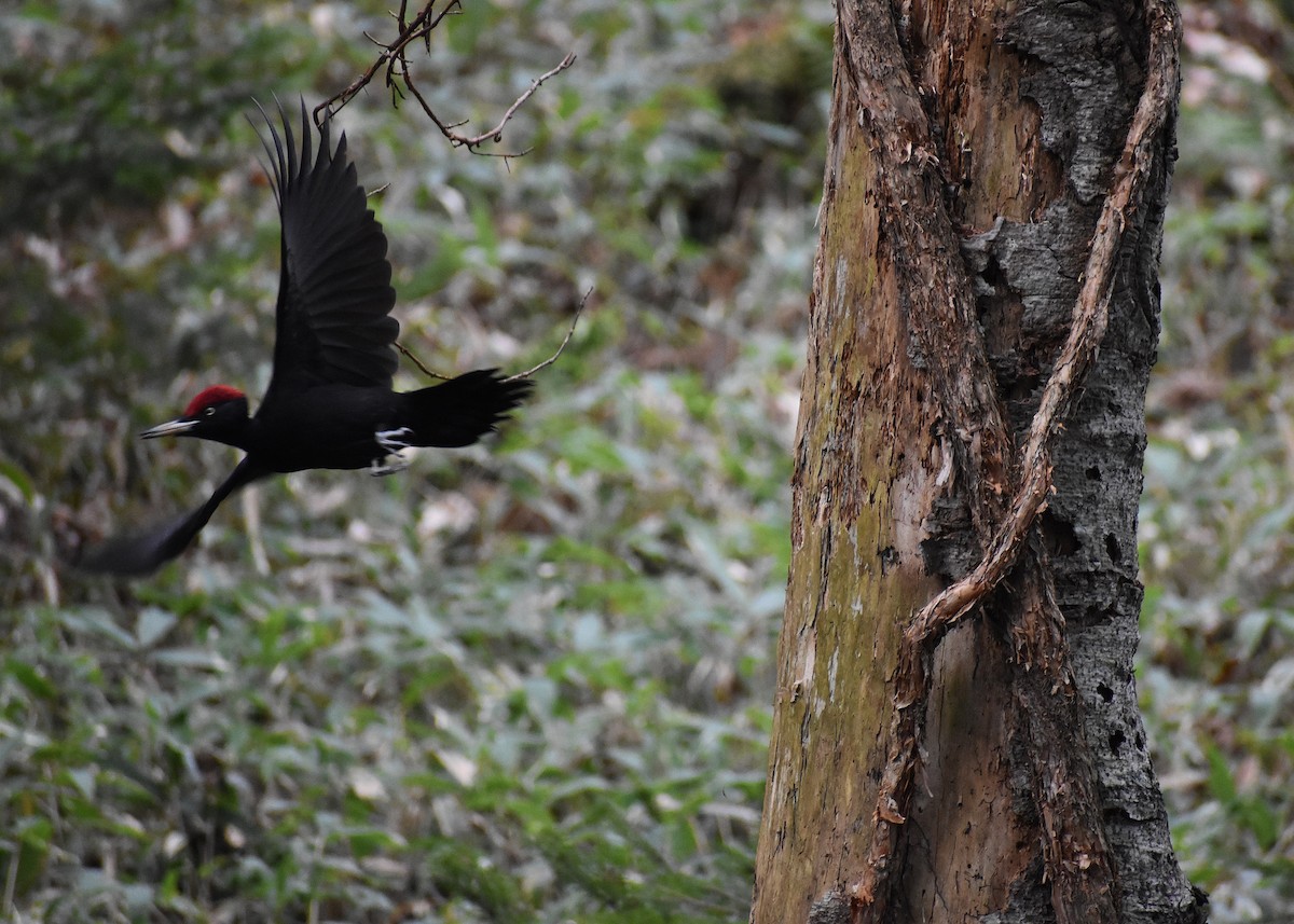 Black Woodpecker - ML647136863