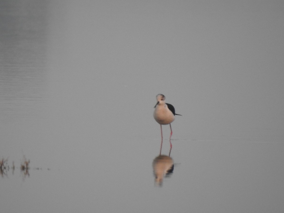 高蹺鴴 - ML647136864