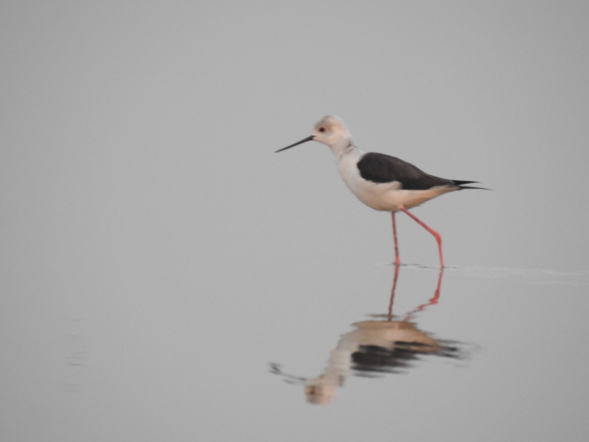 高蹺鴴 - ML647136865