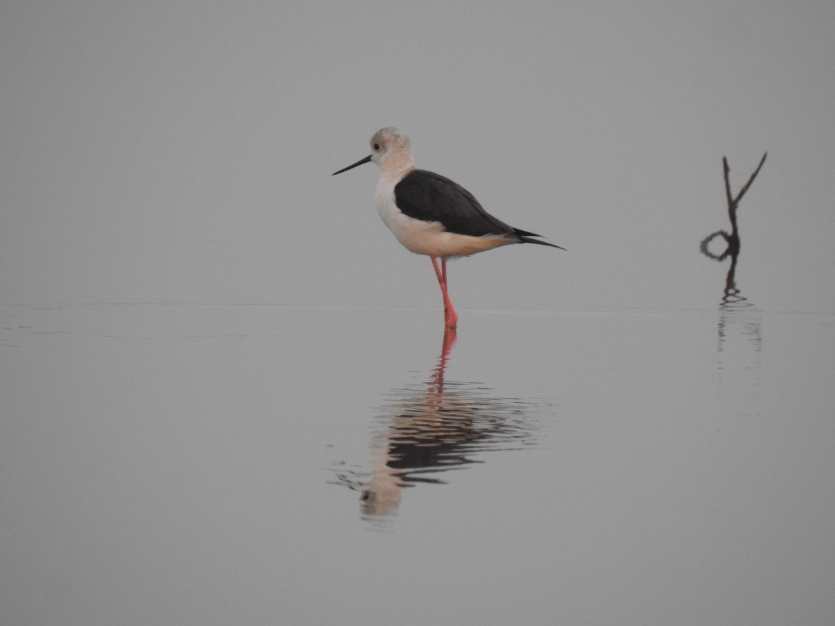 高蹺鴴 - ML647136866