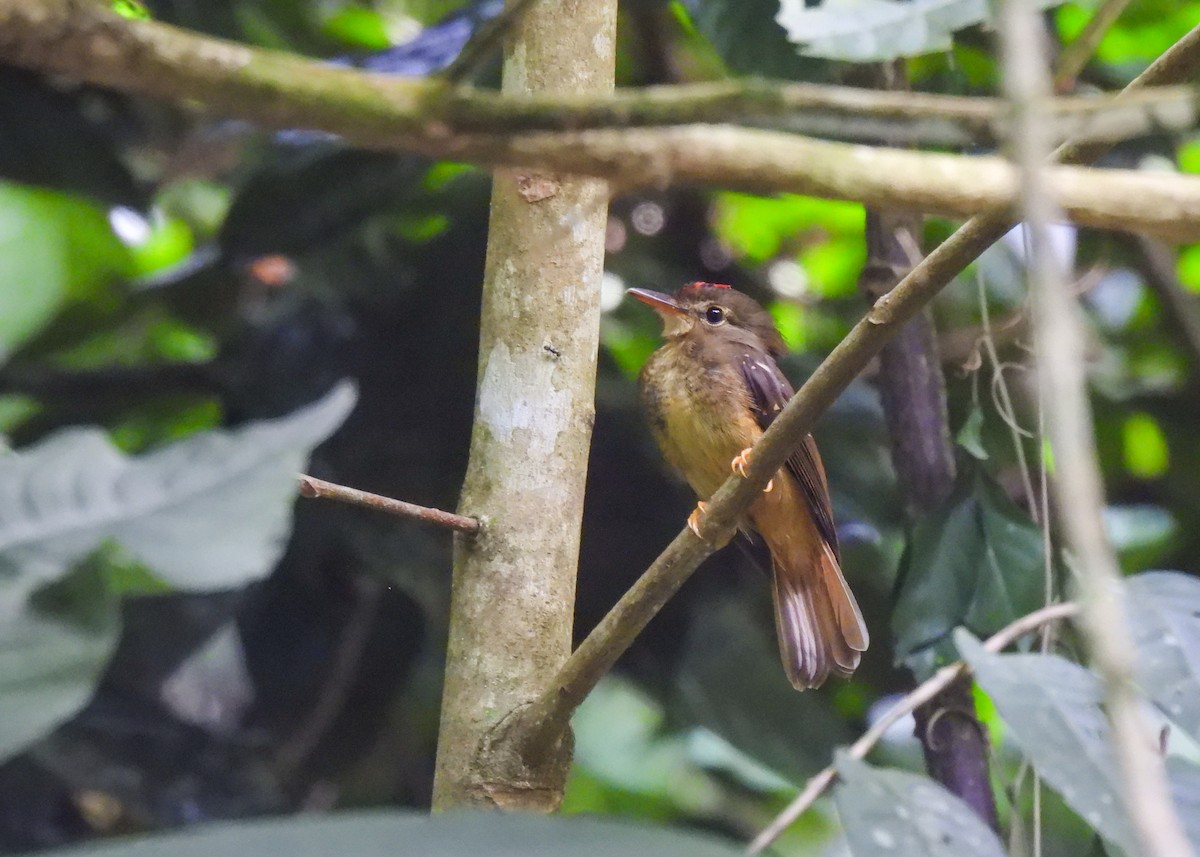 Tropical Royal Flycatcher (Amazonian) - ML647136867