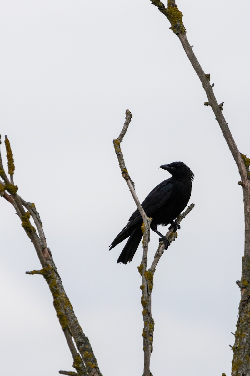 Carrion Crow - ML647136868