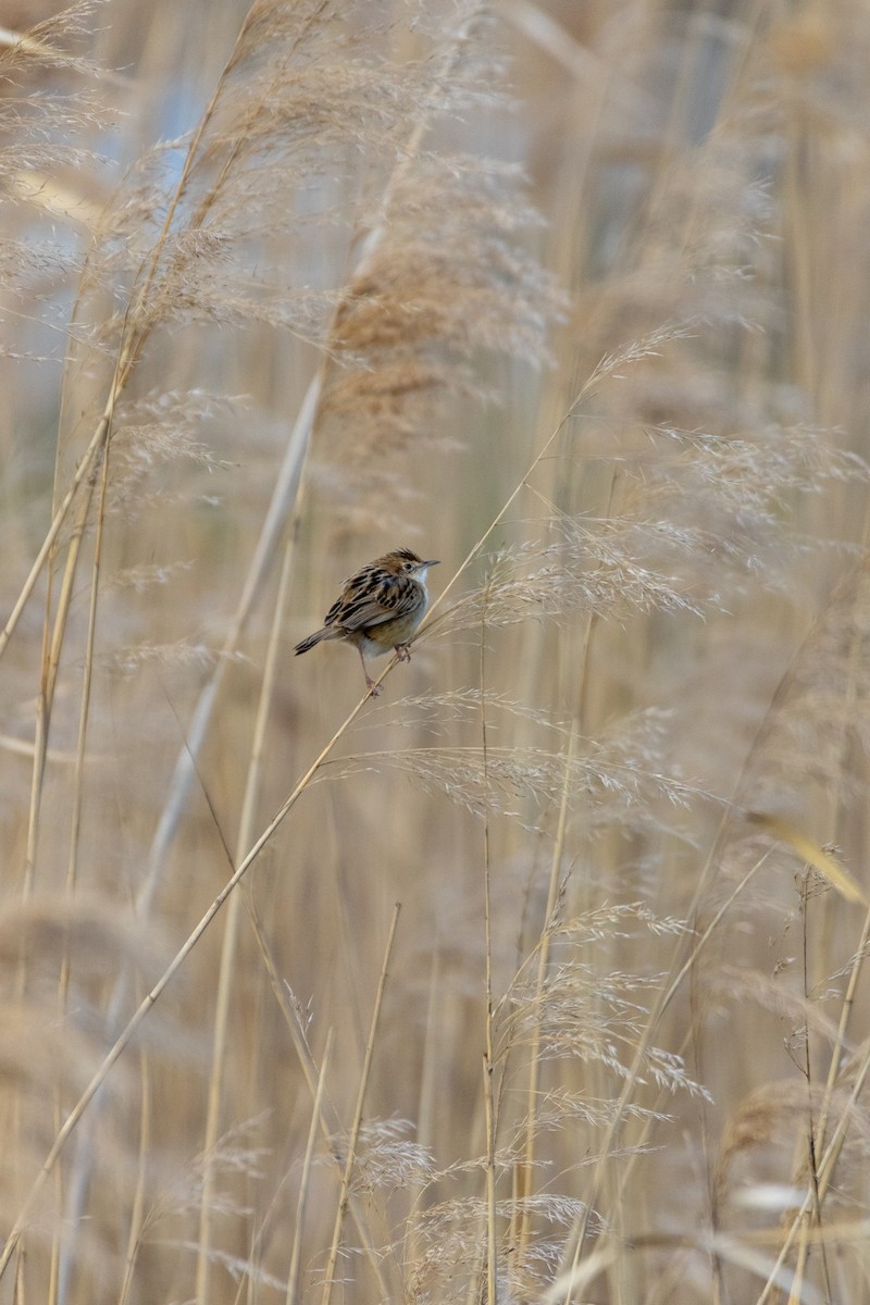 Zitting Cisticola - ML647136869