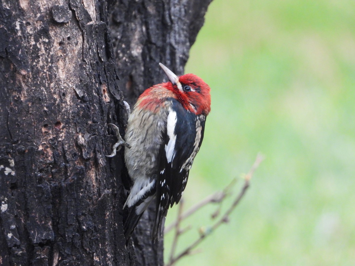 Red-naped/Red-breasted Sapsucker - ML647136876