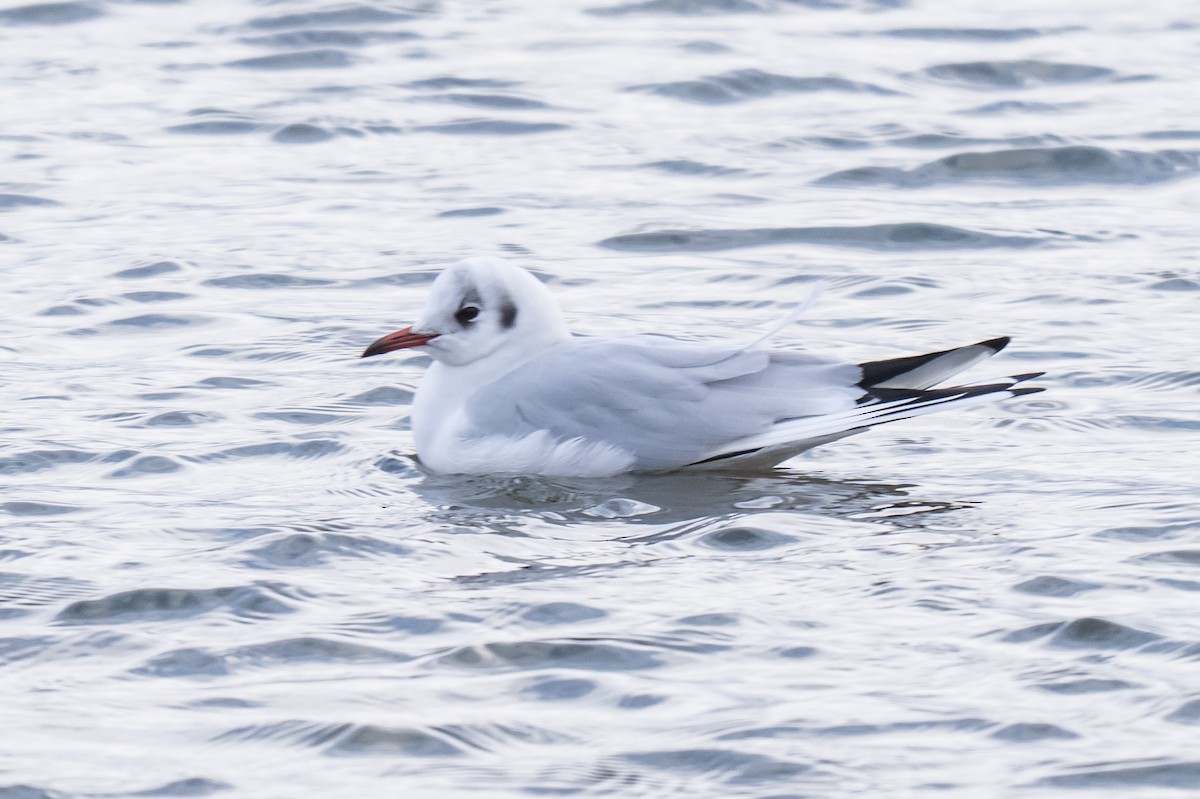 Lachmöwe - ML647136883