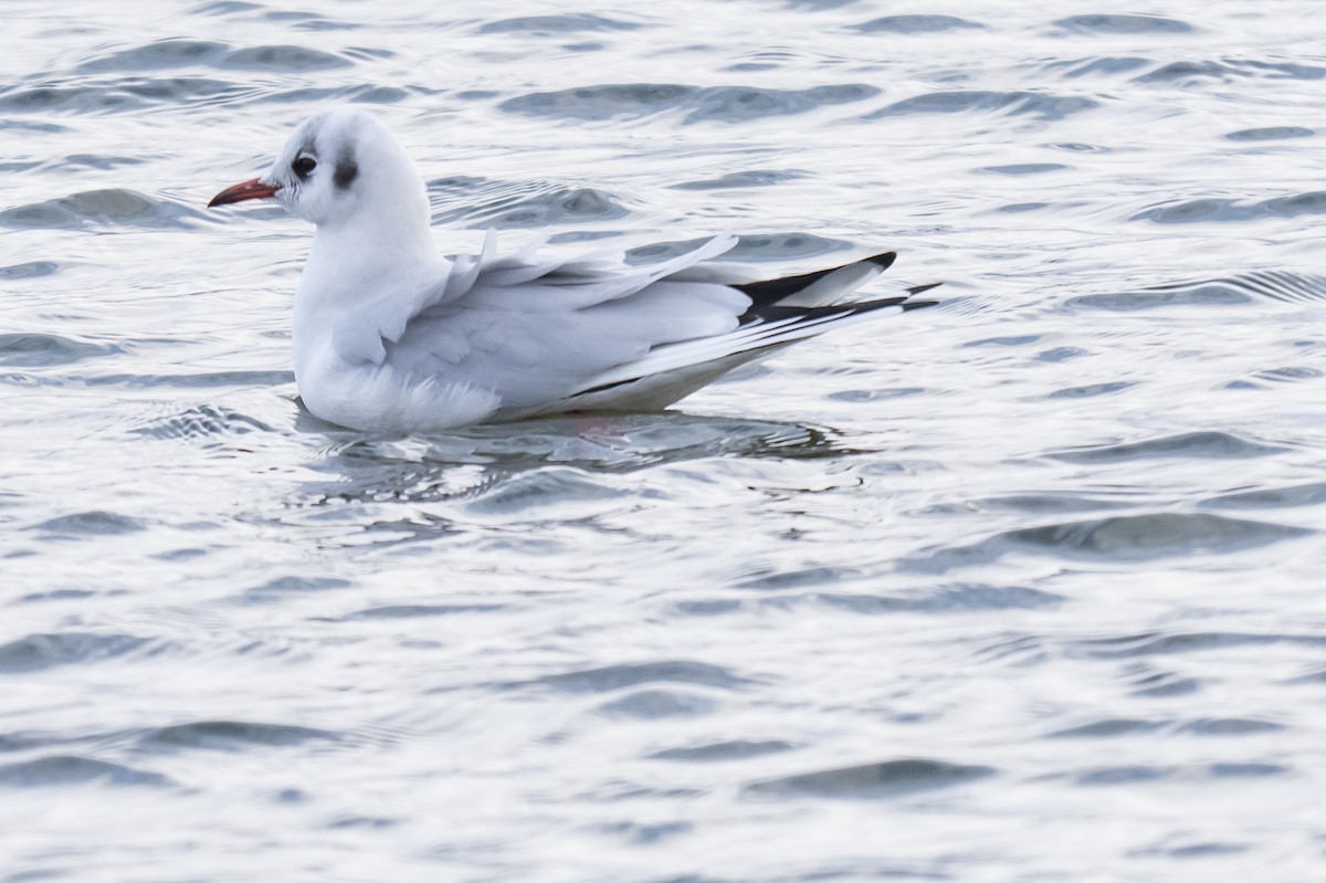 Lachmöwe - ML647136884