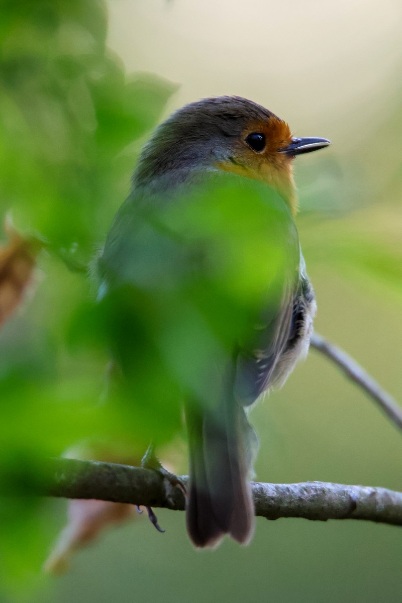 European Robin - ML647136891