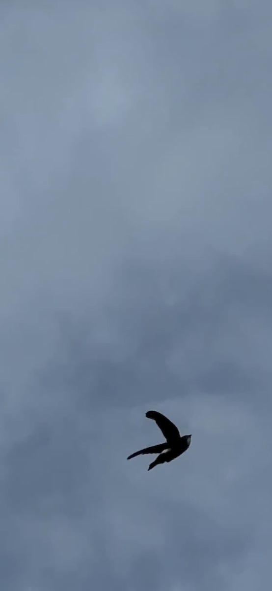 Malaiensegler - ML647136908