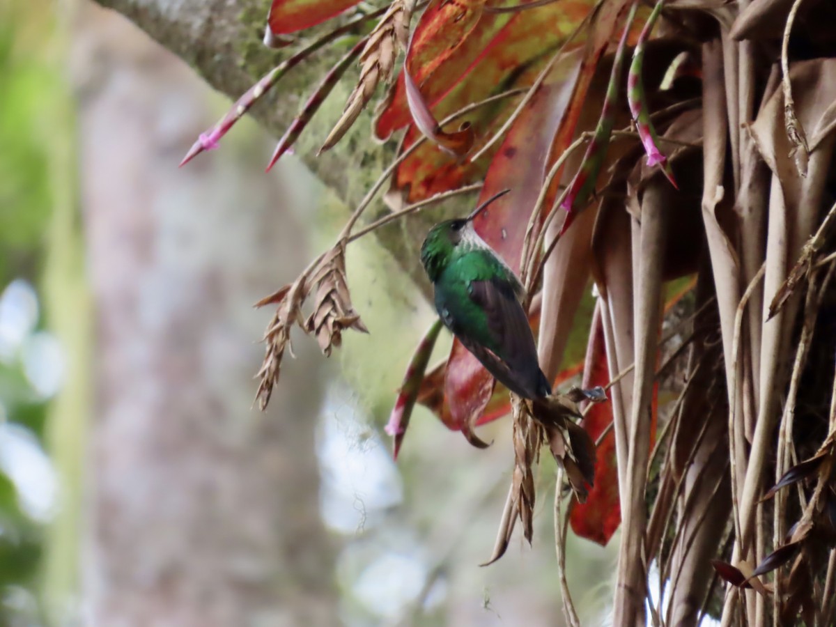 Red-billed Streamertail - ML647136919