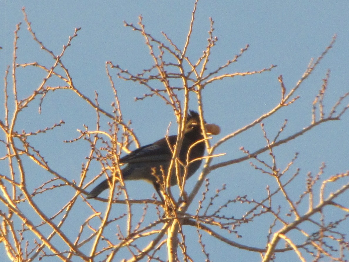 Steller's Jay - ML647136926