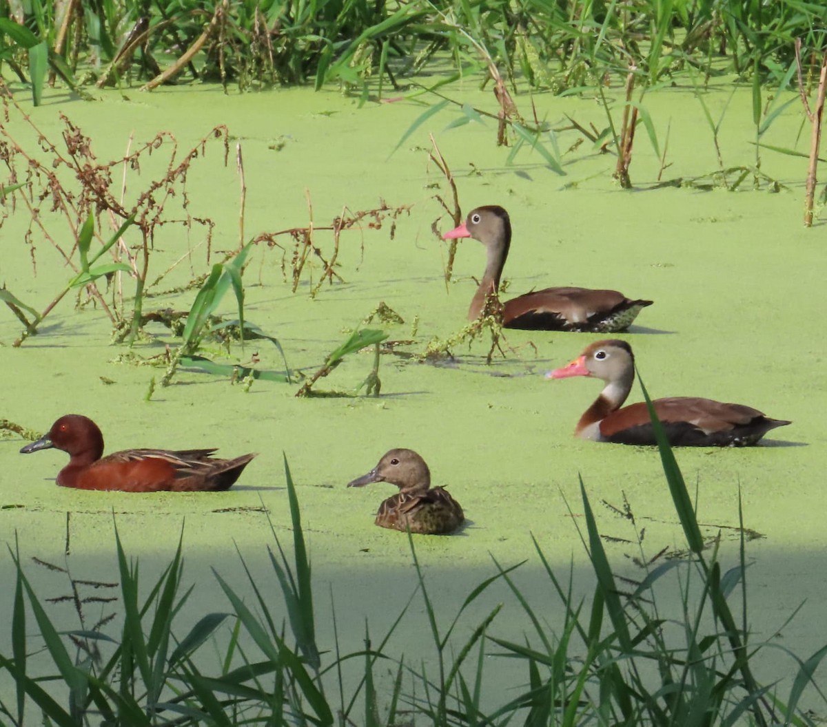 Cinnamon Teal - ML647136933