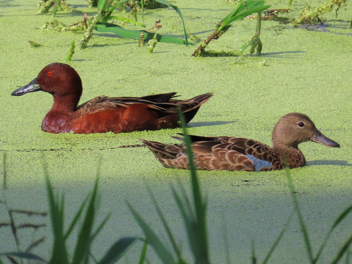 Cinnamon Teal - ML647136934