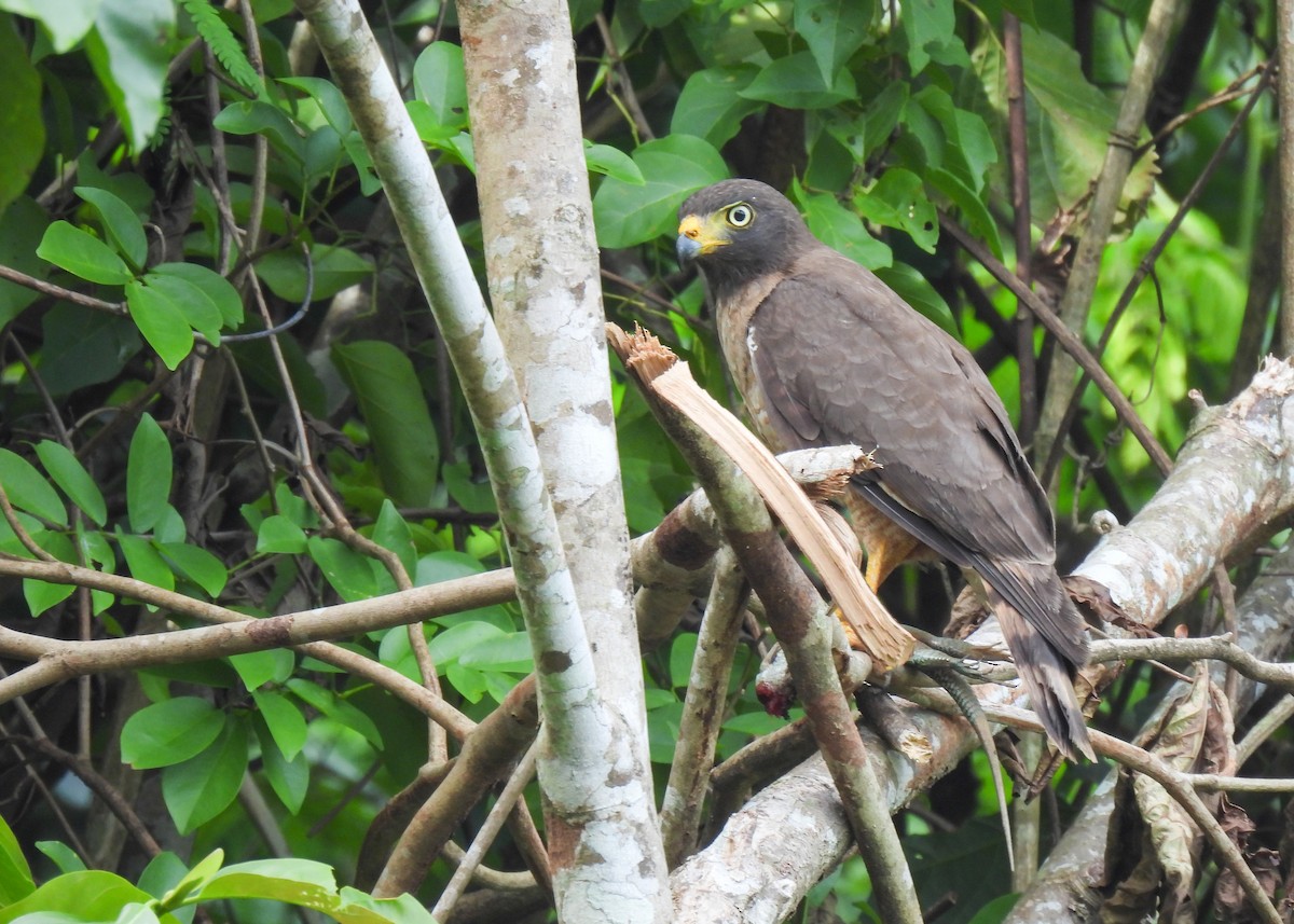 Roadside Hawk (Southern) - ML647136954