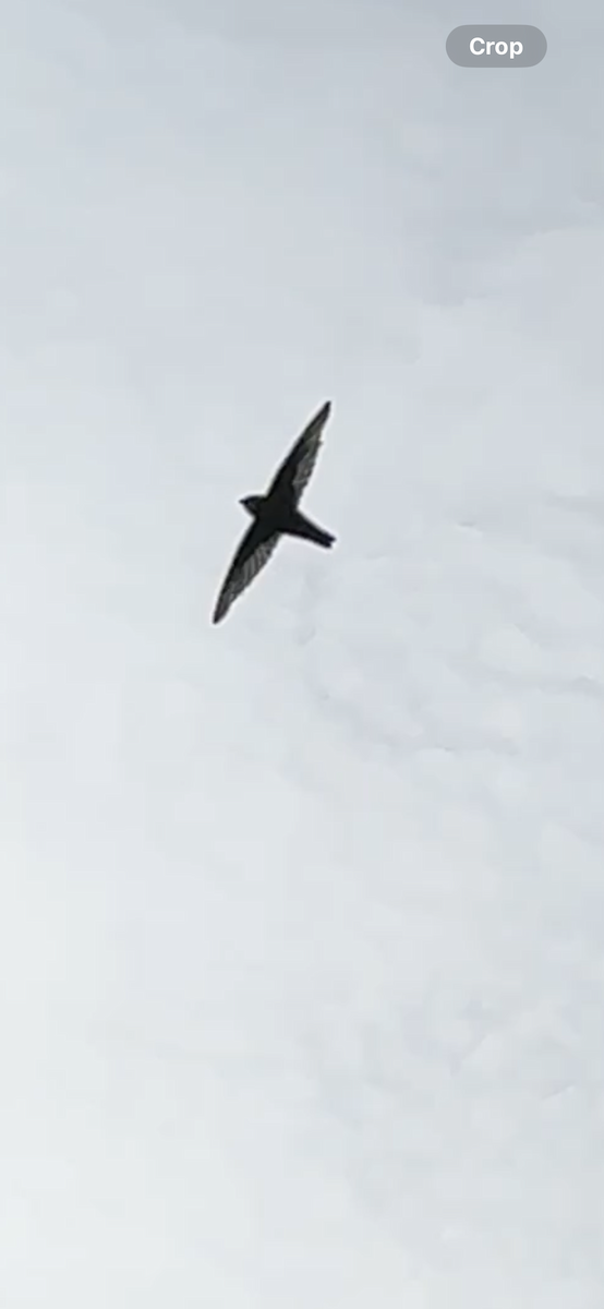 Riesensalangane - ML647136957