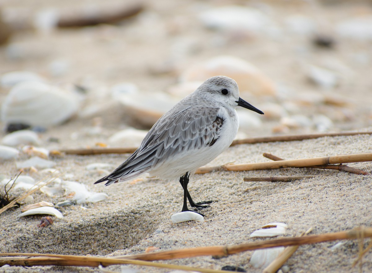 Sanderling - ML647136958