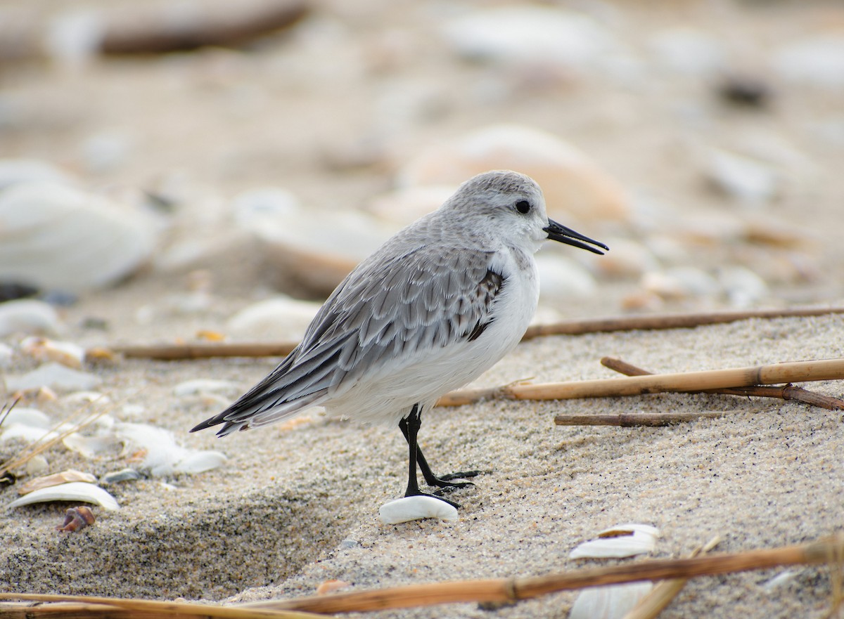 Sanderling - ML647136959