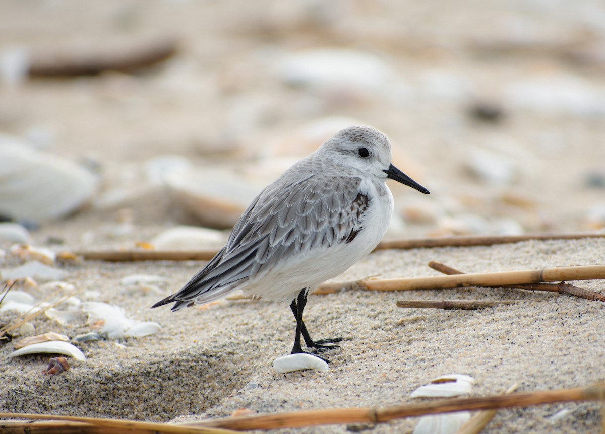 Sanderling - ML647136961