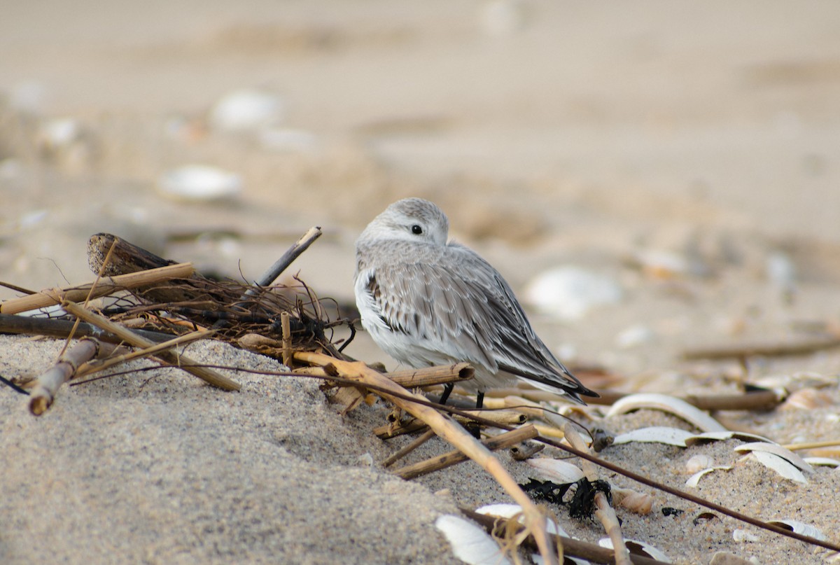 Sanderling - ML647136973