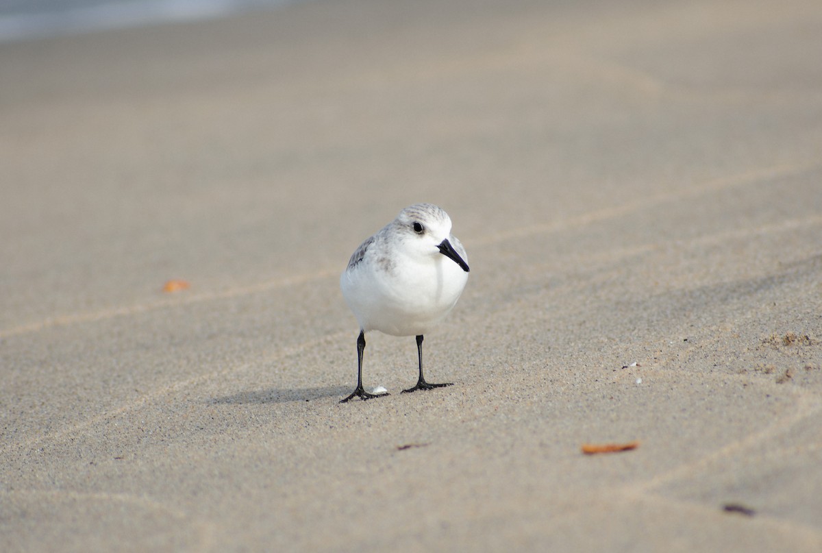 Sanderling - ML647136974