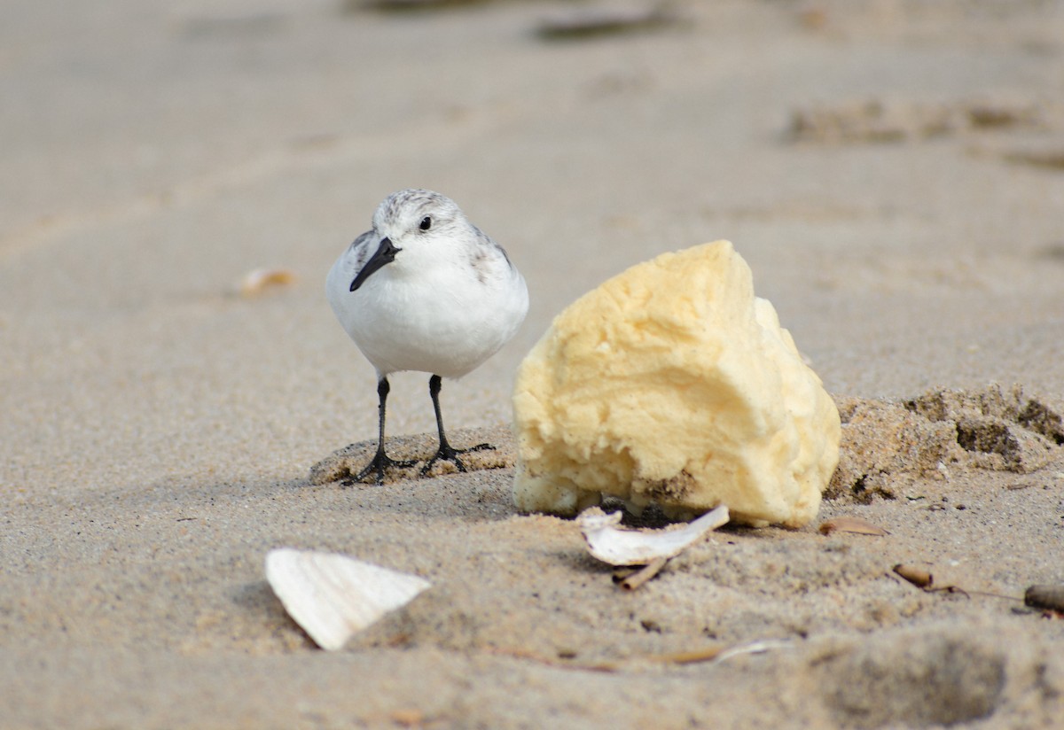 Sanderling - ML647136976