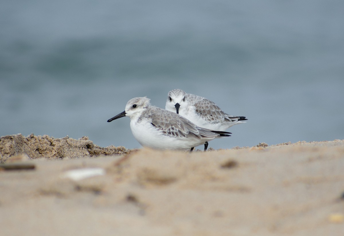 Sanderling - ML647136979