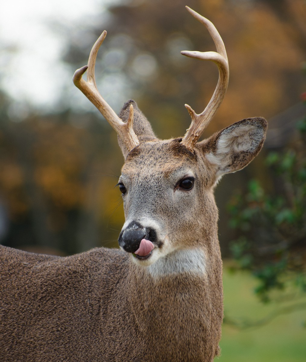 White-tailed Deer - ML647136984