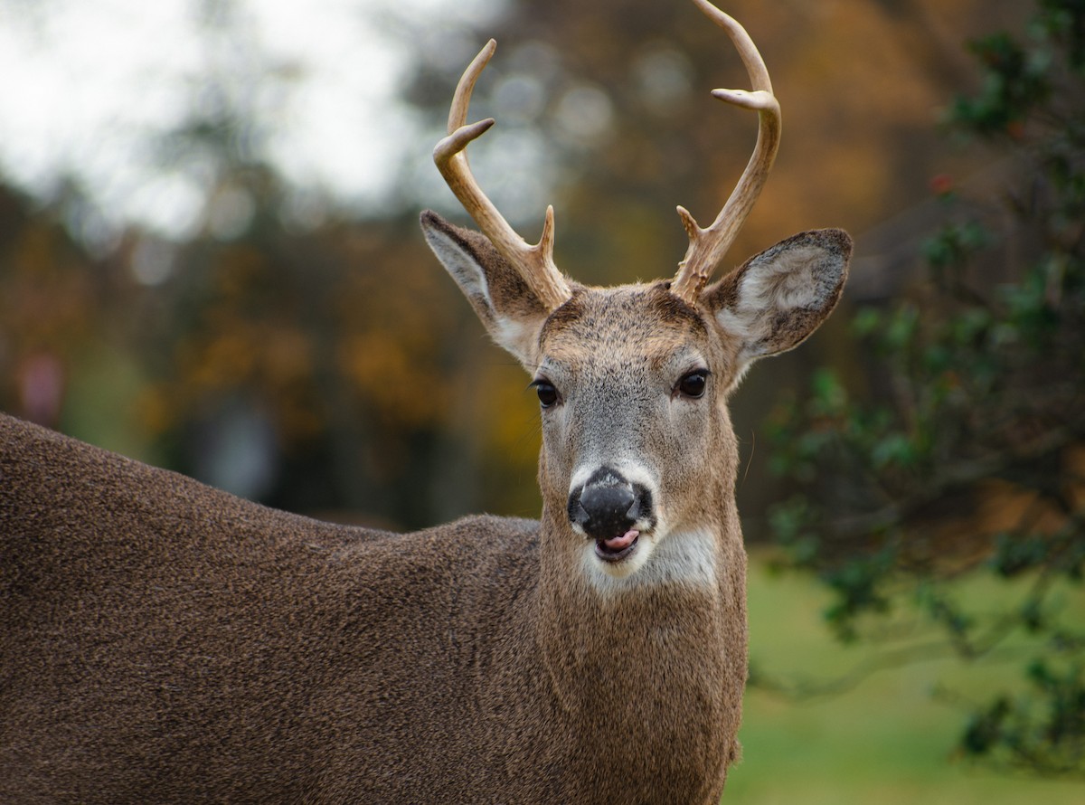 White-tailed Deer - ML647136985