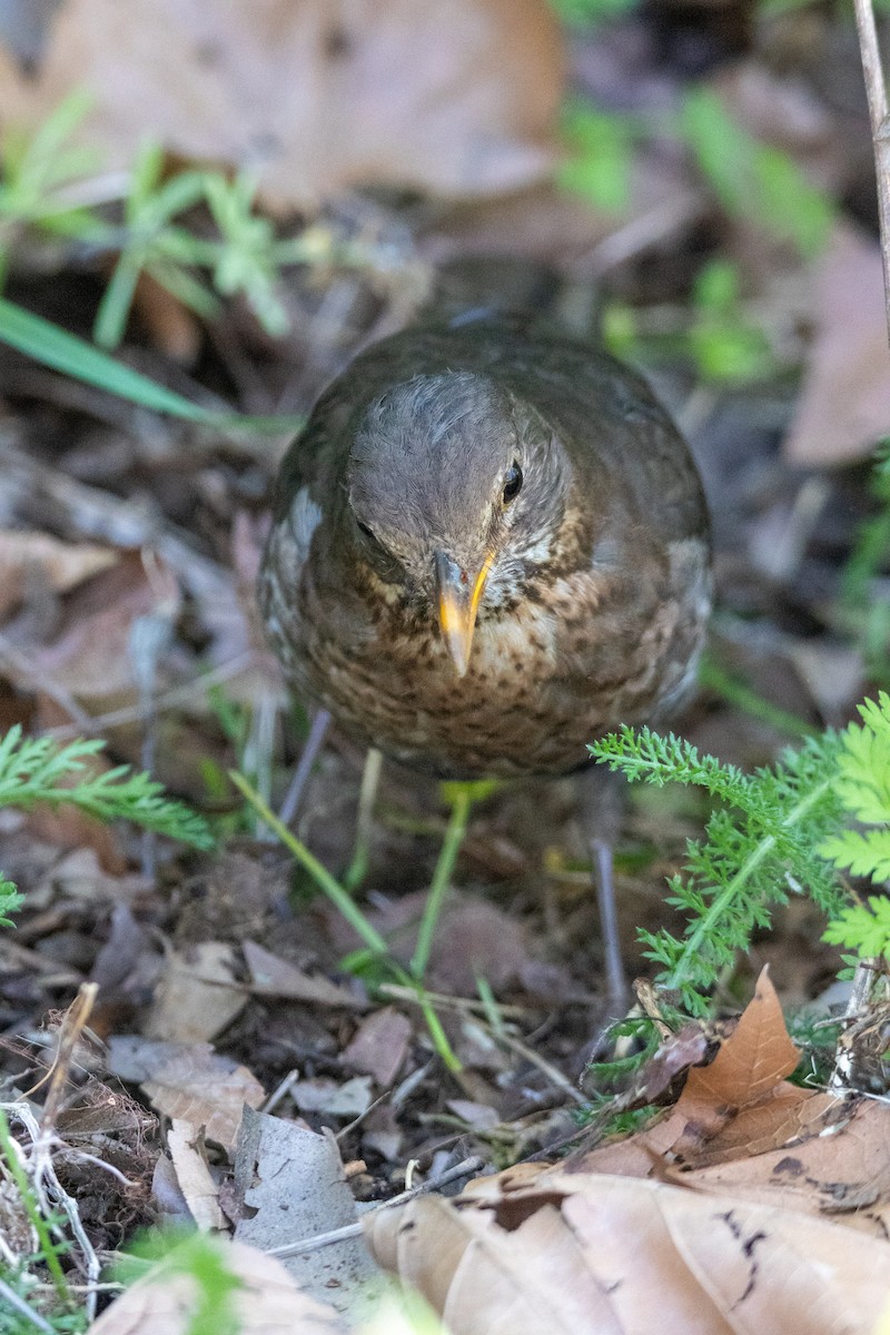 Eurasian Blackbird - ML647136987