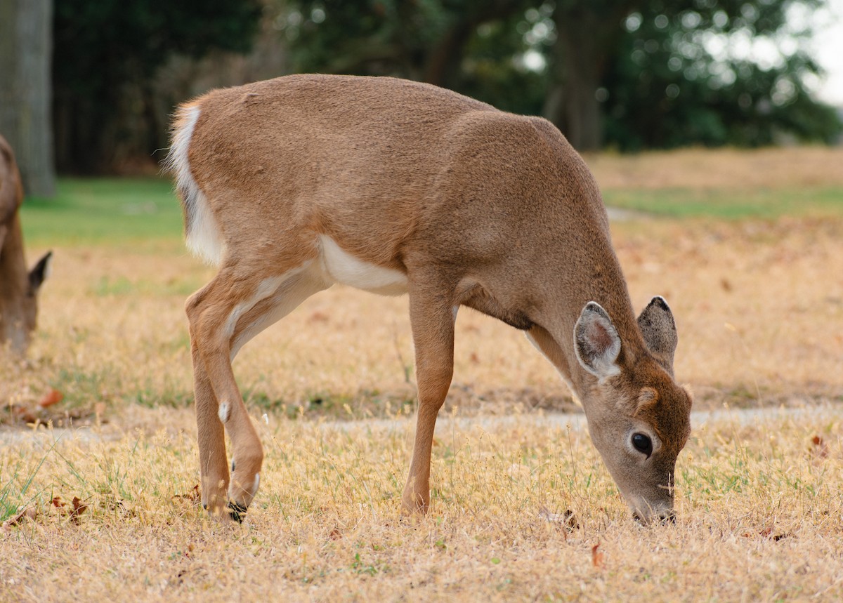 White-tailed Deer - ML647136989