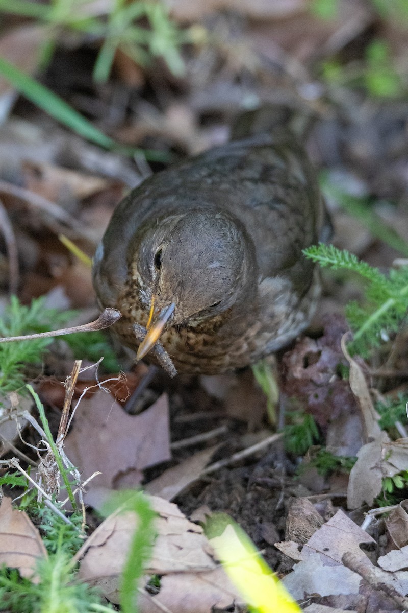 Eurasian Blackbird - ML647136991