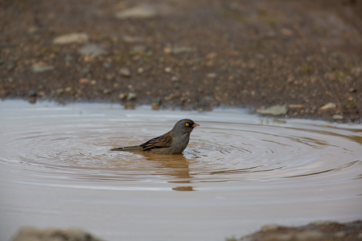 Volcano Junco - ML647136996