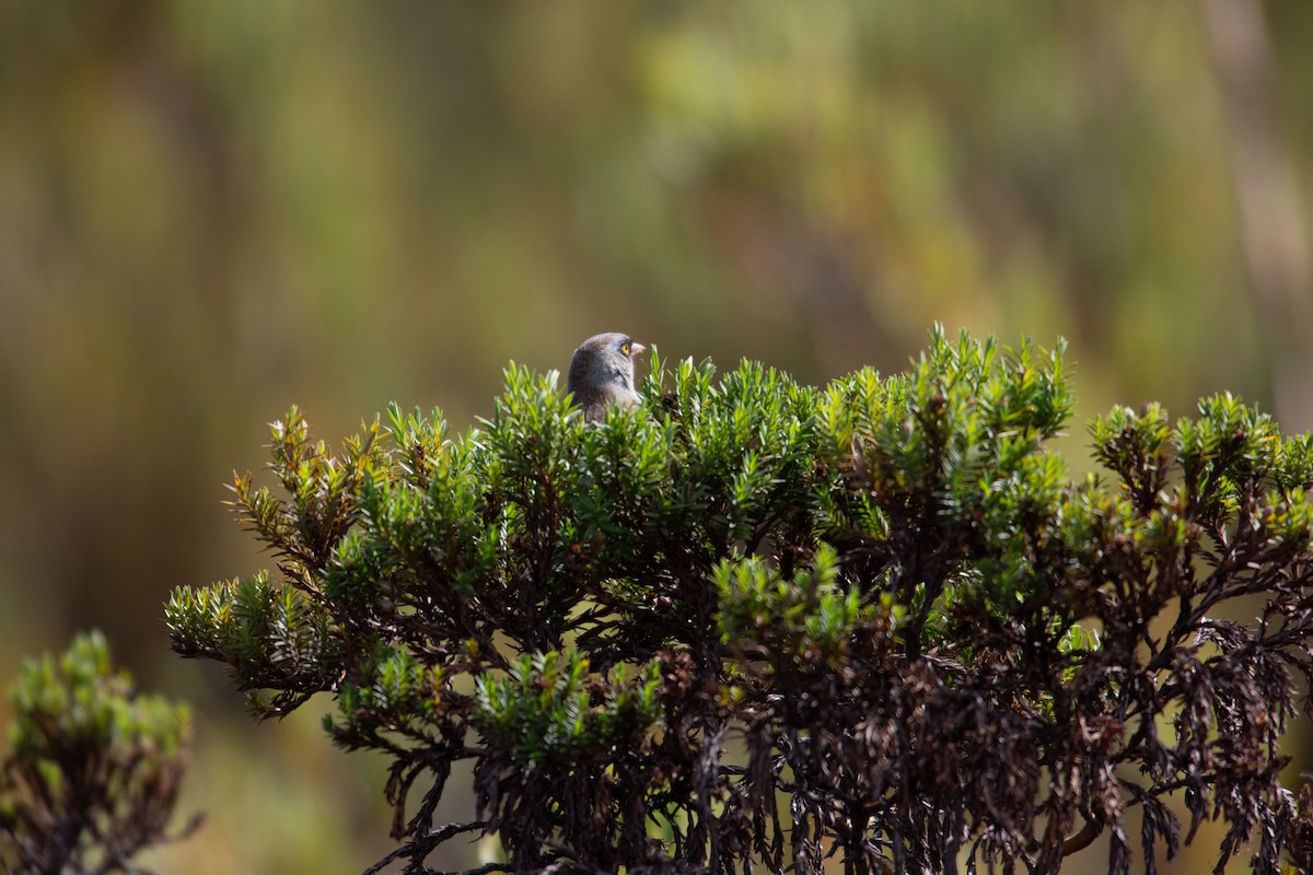 Volcano Junco - ML647136997