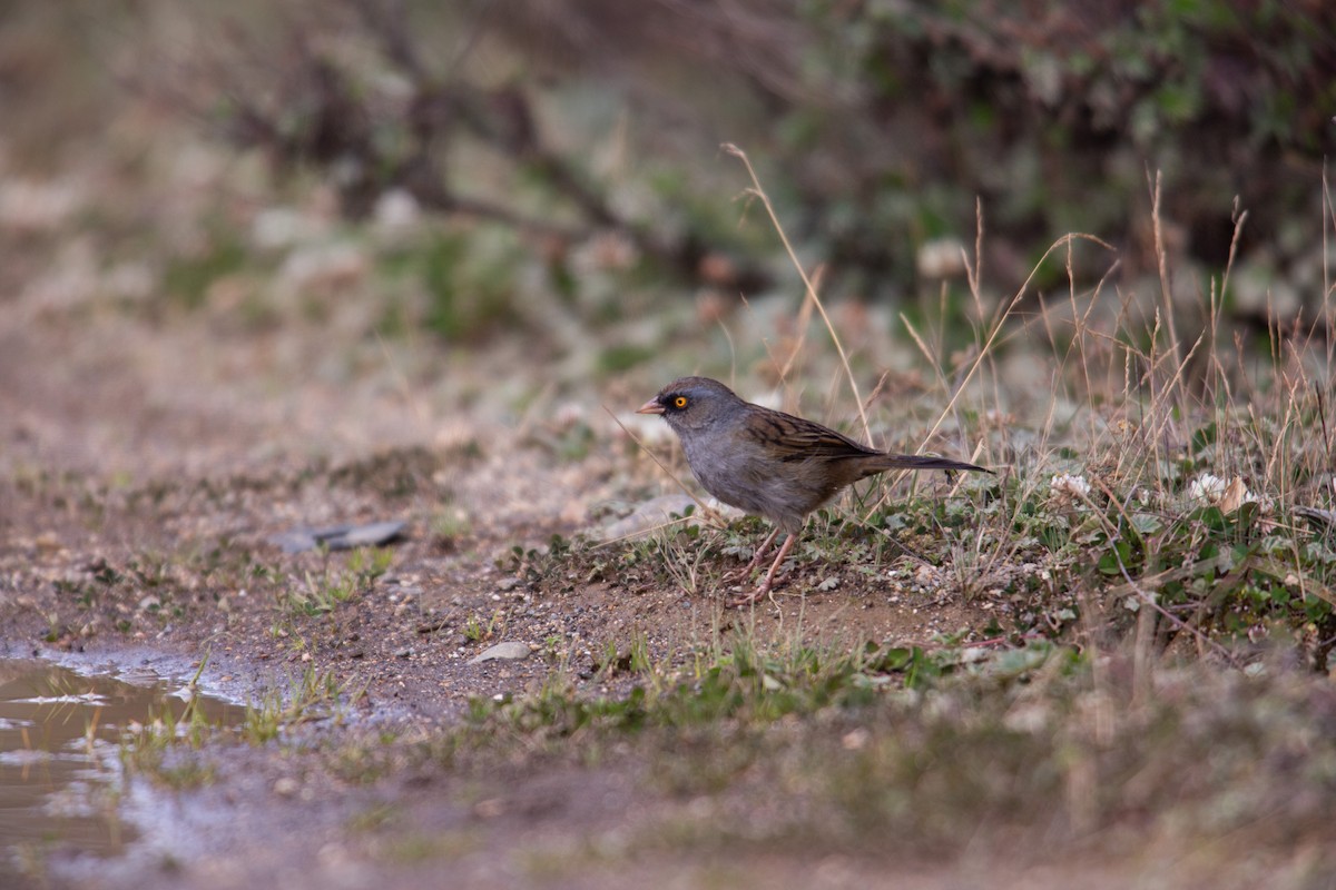 Volcano Junco - ML647136998