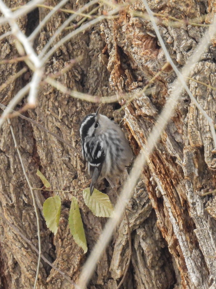 Black-and-white Warbler - ML647137000