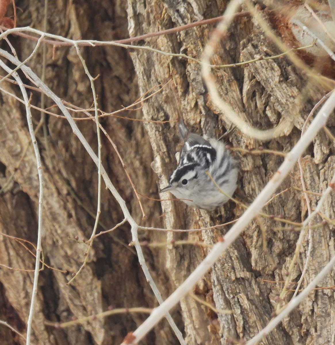 Black-and-white Warbler - ML647137001