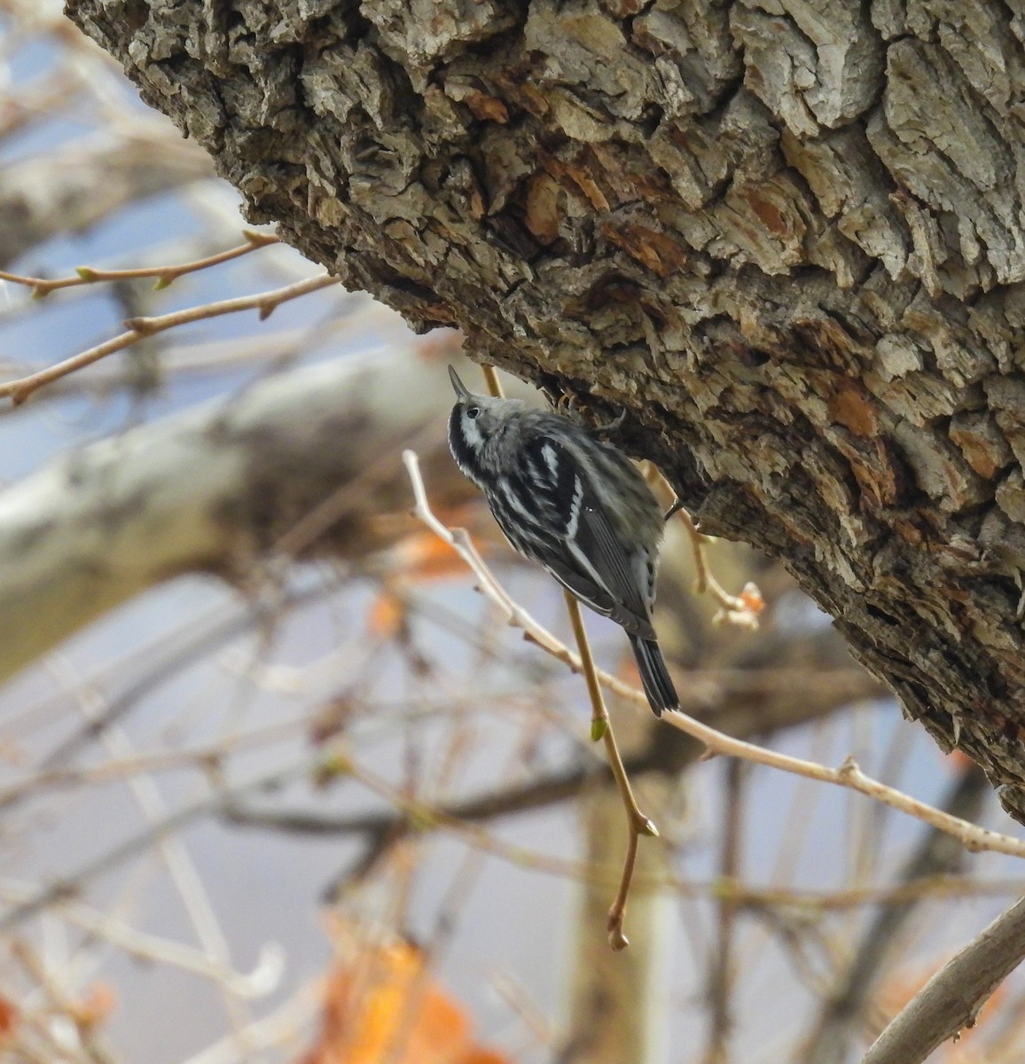 Black-and-white Warbler - ML647137002