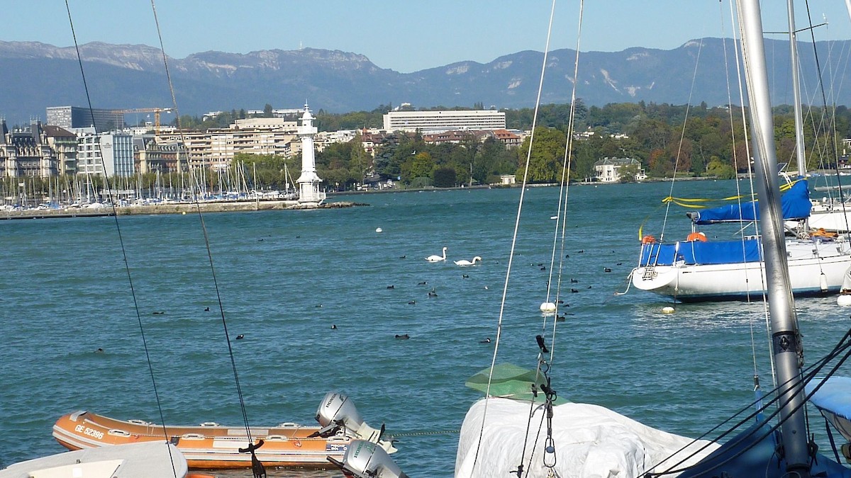 lyska černá - ML647137003