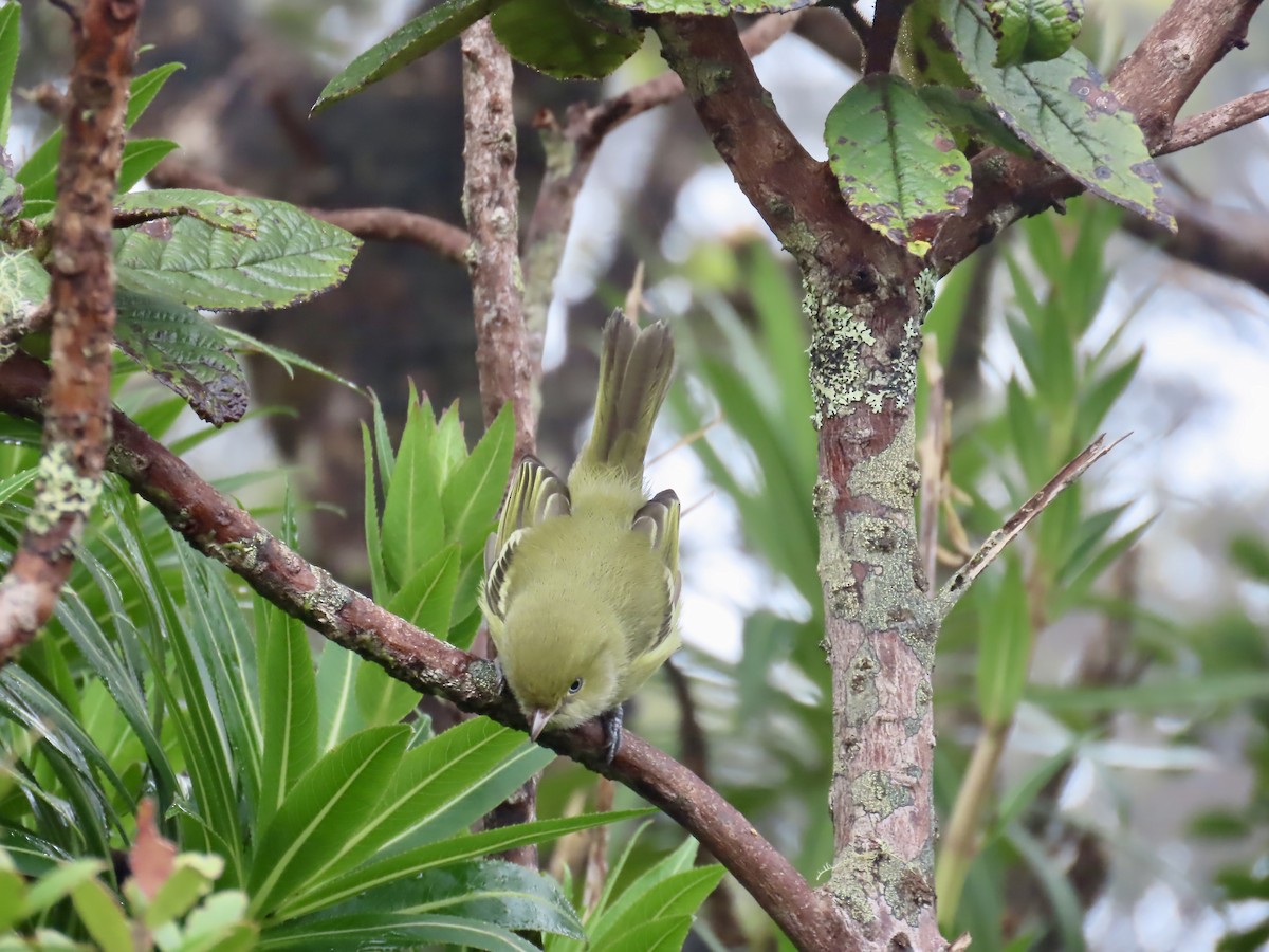 Jamaican Vireo - ML647137011