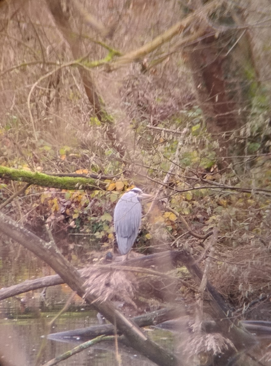 Gray Heron - ML647137012