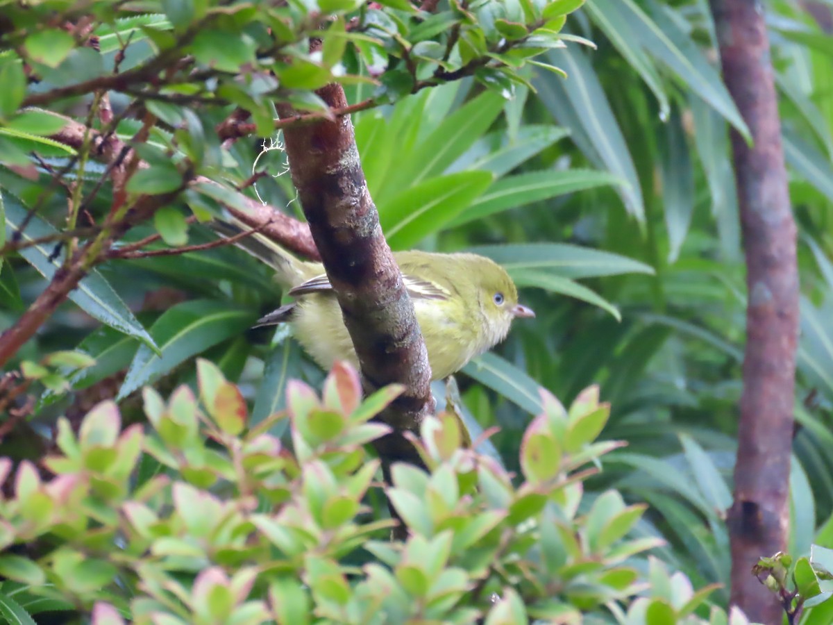 Jamaican Vireo - ML647137013