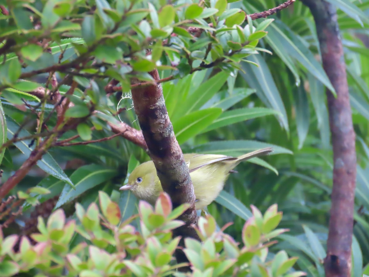 Jamaican Vireo - ML647137014