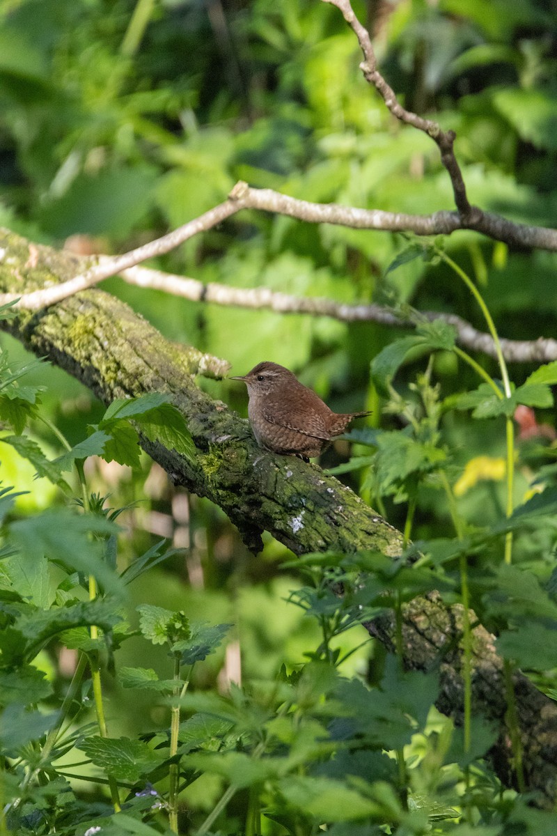 Eurasian Wren - ML647137018