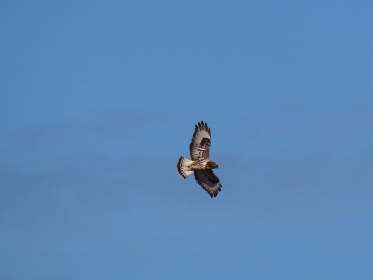 毛足鵟 - ML647137028