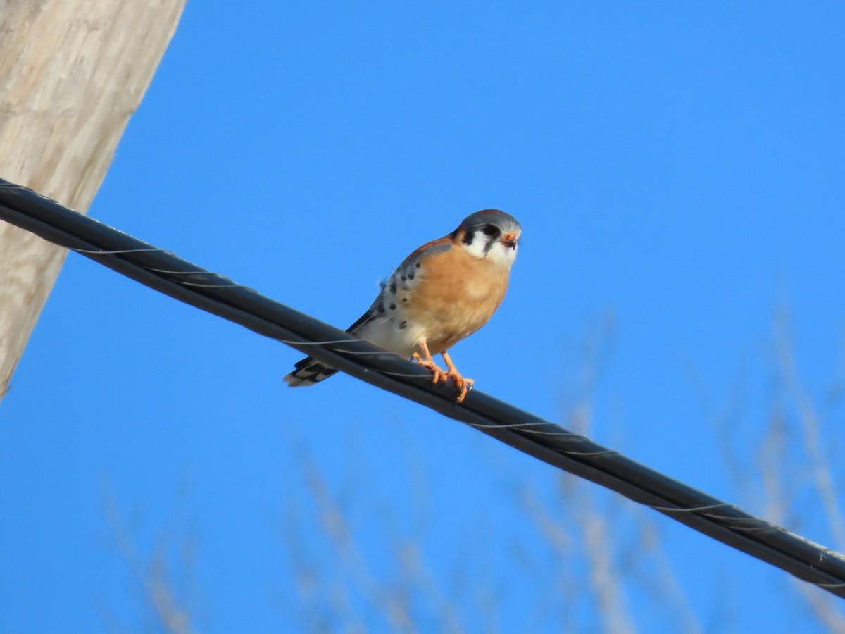 American Kestrel - ML647137039