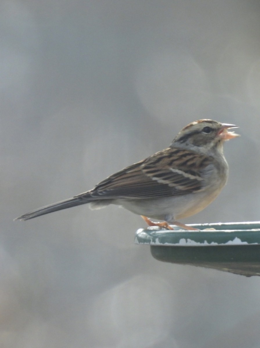 Chipping Sparrow - ML647137049
